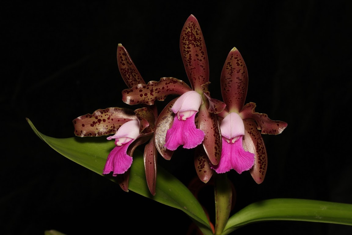 Cattleya tigrina IMG_0487_v1