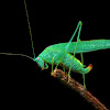 Sickle bearing Bush Cricket