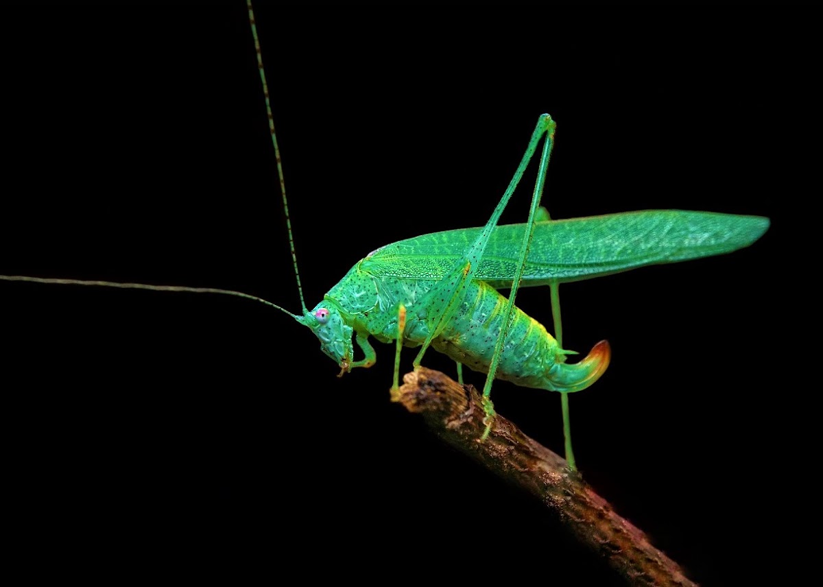 Sickle bearing Bush Cricket