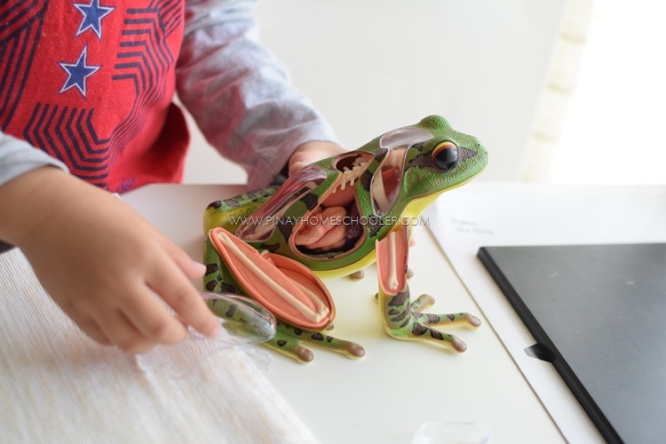 Frog Anatomy Dissection Model Video