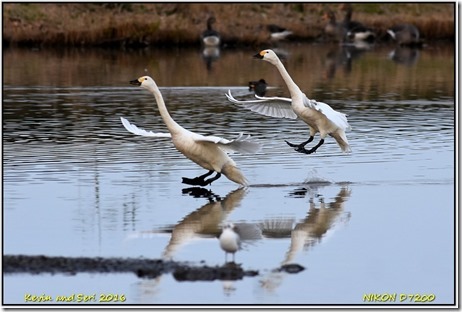 Slimbridge WWT - November