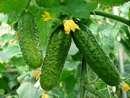 cucumber1_0 cucumber1_0