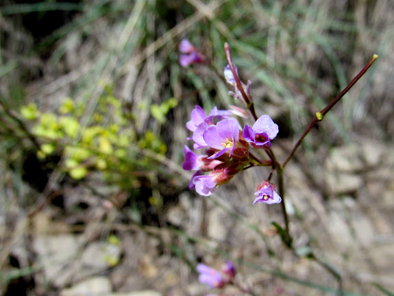 Desert Rockcress (Boechera quadrangulensis)