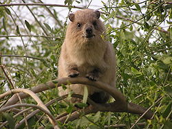 파일:external/upload.wikimedia.org/250px-Rock_hyrax_israel.jpg