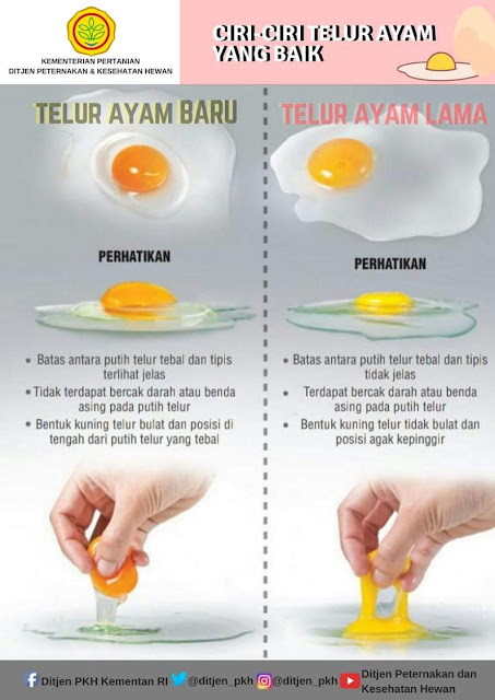 Mengetahui Ciri Telur Ayam Yang Baik