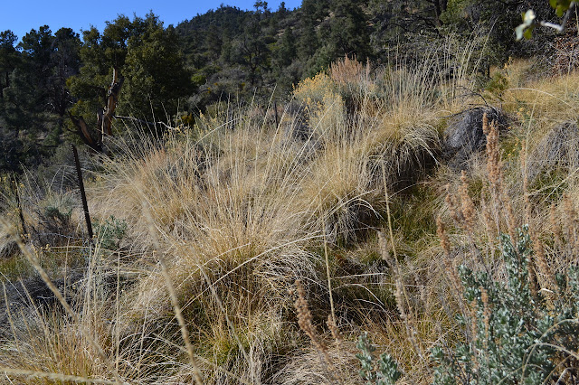 not so green grasses by the spring