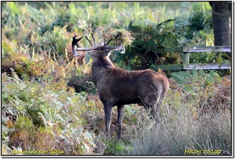 Bradgate Park - October