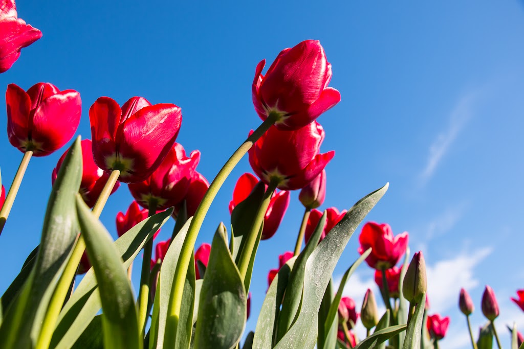 2016_03_30-tulips-0066.jpg