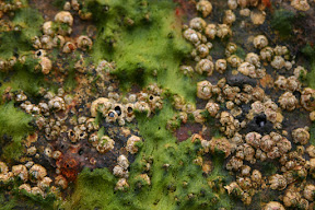 Tiny barnacles on a rusted hull