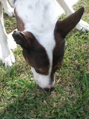 Who is this dog? Qui est ce chien? Who is this dog? Qui est ce chien?