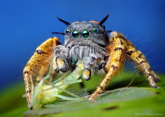 Adult Male Phidippus mystaceus feeding on a Chrysopid, de Thomas Shahan