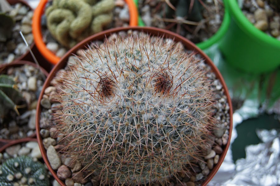 help -mammillaria  DSC08331a