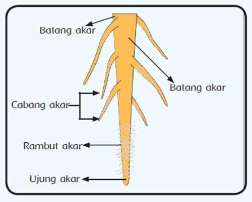 Akar tunggang