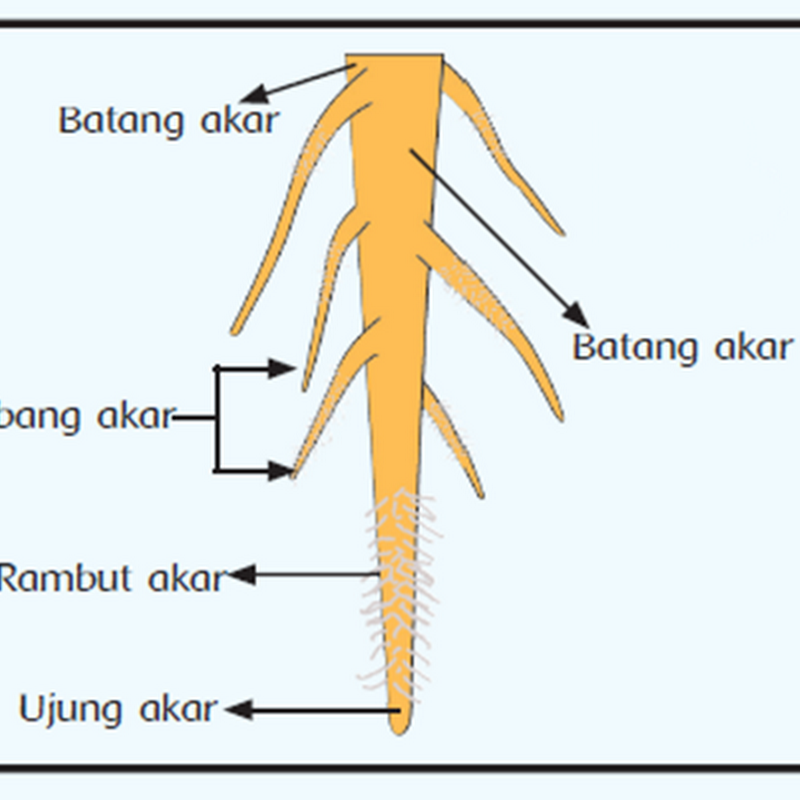 Bagian Sel Tumbuhan Dan  Fungsinya 