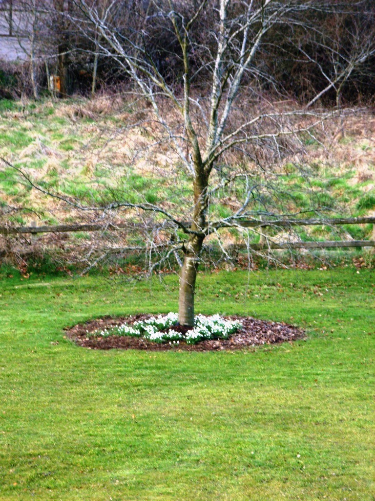 Kelli's Northern Ireland Garden Bulbs (tulip, cyclamen, crocus, snowdrop)