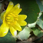 Spring flower. DSC_1951.JPG