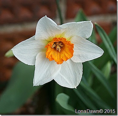 Daffodil Orange