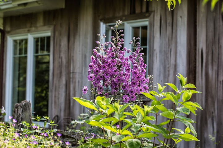 Delphinium elatum Pink Punch Delphinium-pink-punch-130716-214rm