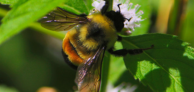 Rusty patched bumble bee. Photo: Dan Mullen / Creative Commons