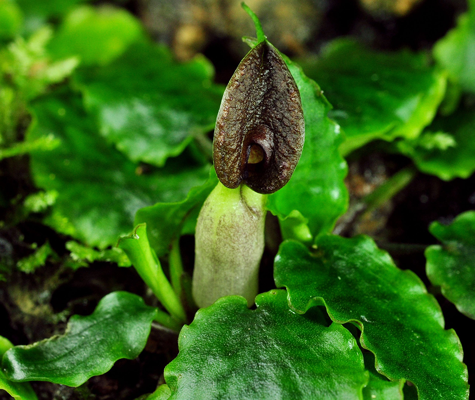 Криптокорина Нура (Cryptocoryne nurii)