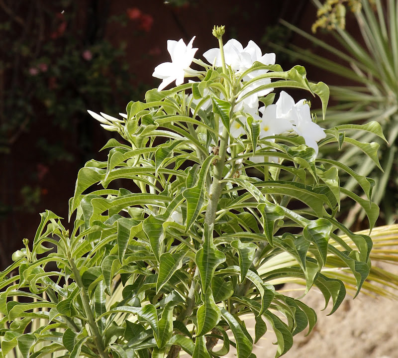 Mon jardin senegalais _MG_4820