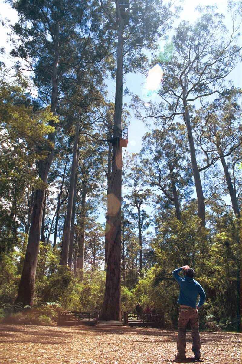 dave-evans-bicentennial-tree-1