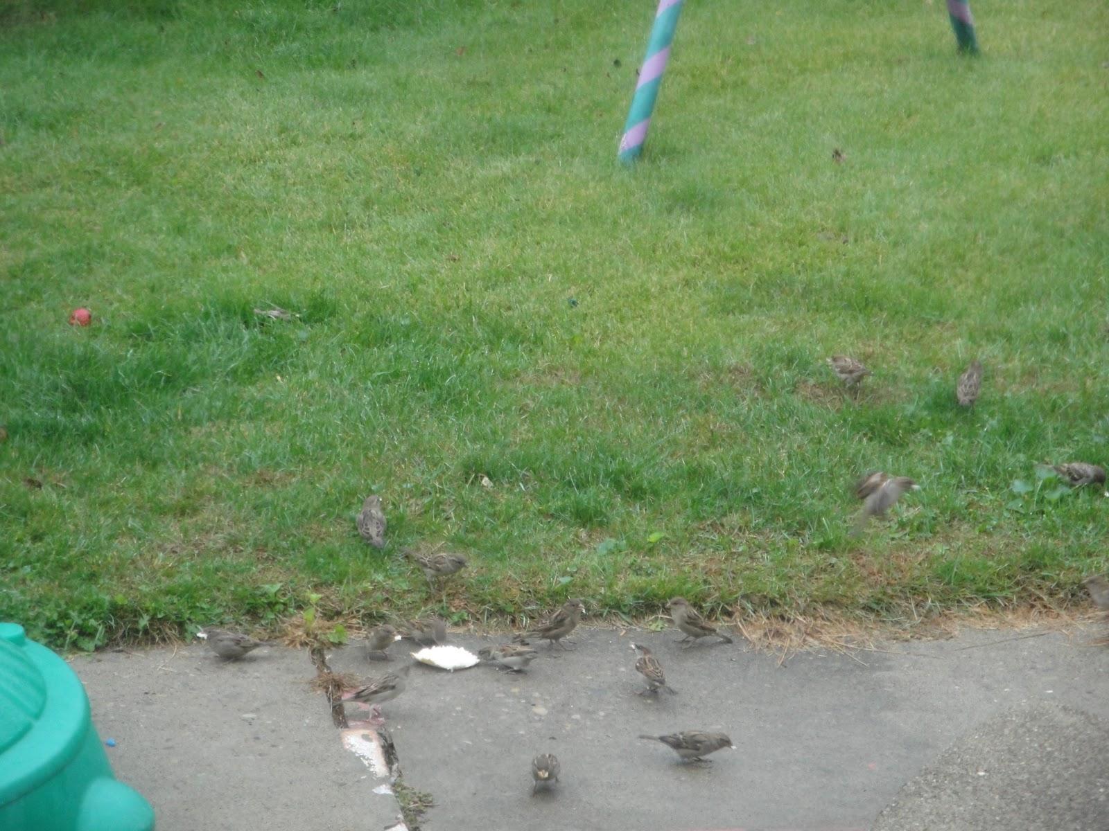 bread in our back yard and