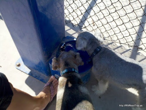 Pups drinking at the fountain.