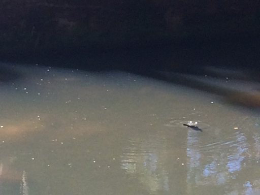 Here's a platypus, but we did see more. 