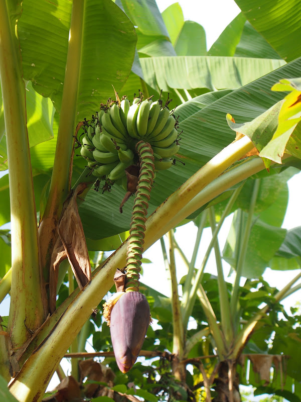 Chiang Mai - Trekking (1er día) - Por Tierras de Siam (24)