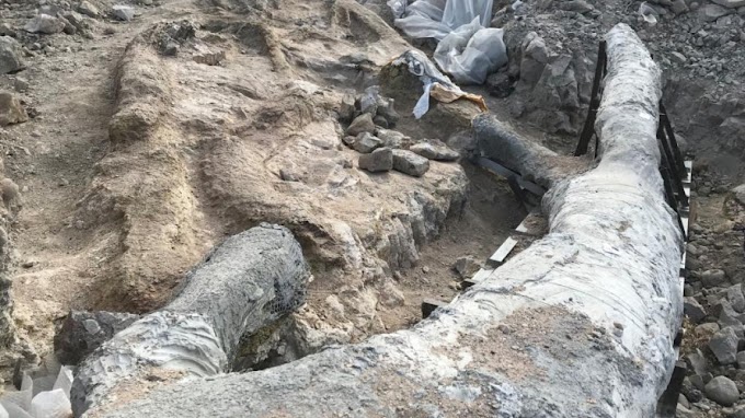Λέσβος: Εντοπίστηκε εντυπωσιακό απολιθωμένο δέντρο με τα κλαδιά του