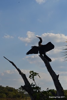 Anhinga