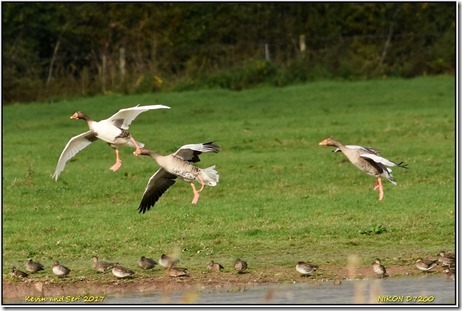 Slimbridge WWT - October