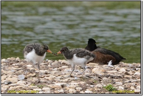 Slimbridge WWT - May