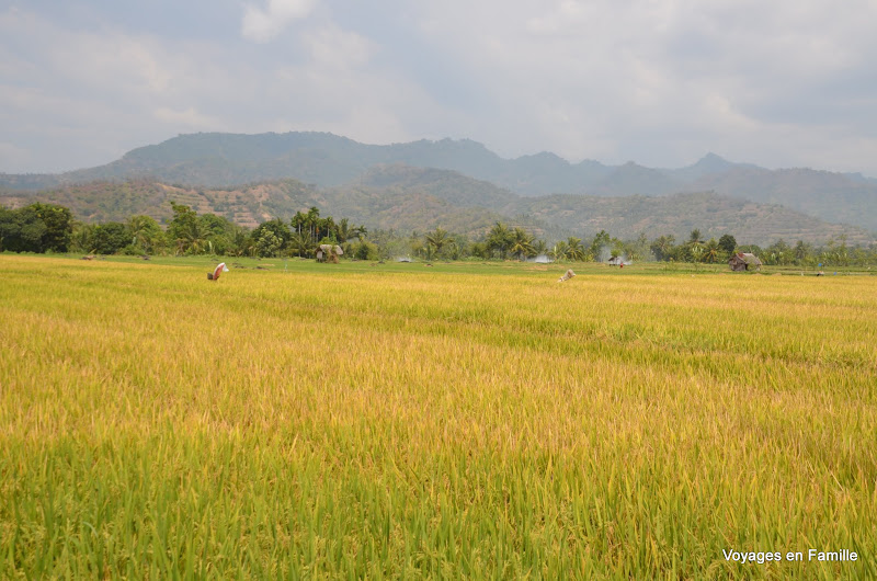 Lombok