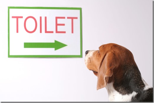 inontinenza-urinaria-cane inontinenza-urinaria-cane