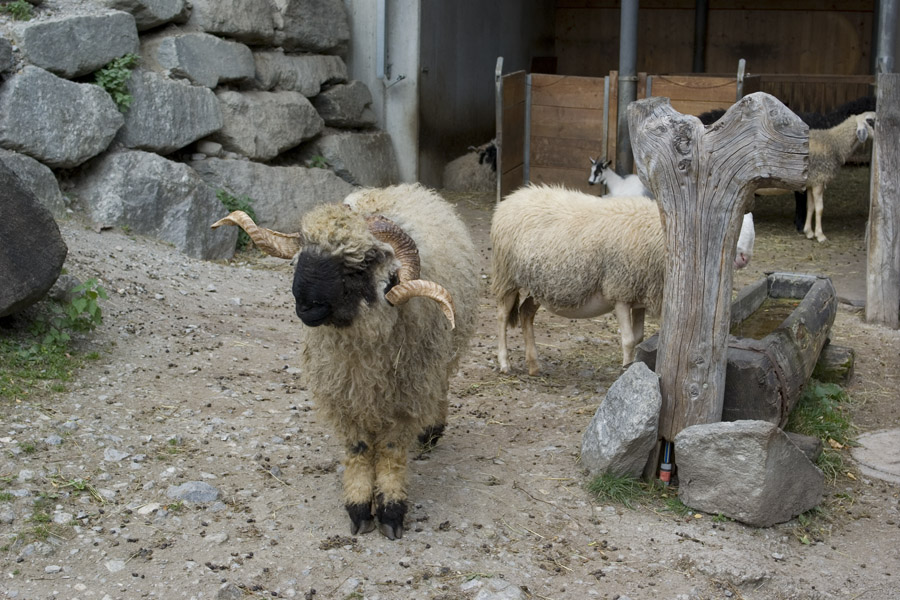 Австрия (Вена, Траункирхен, Баден, Инсбрук)