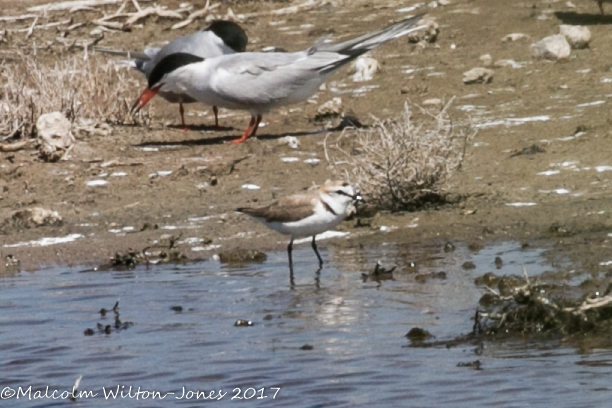 Kentish Plover; Chorlitejo Patinegro