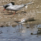 Kentish Plover; Chorlitejo Patinegro