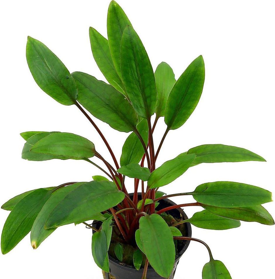 Криптокорина Петча (Cryptocoryne petchii)