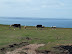 Cows on Park Head