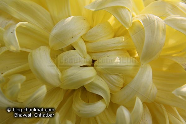 Chrysanthemum flower - Guldaudi flower