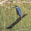 Blak-crowend Night Heron