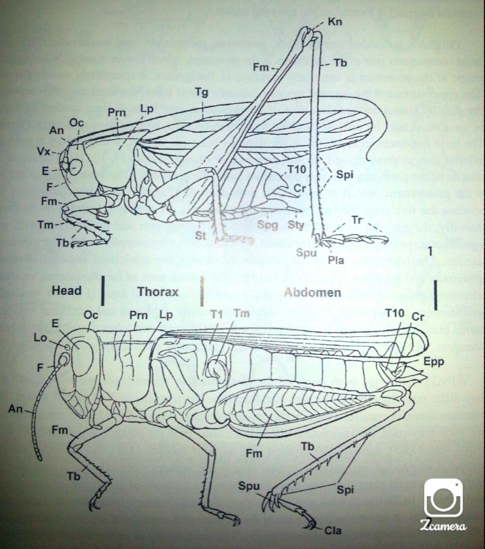 파일:Orthoptera.jpg