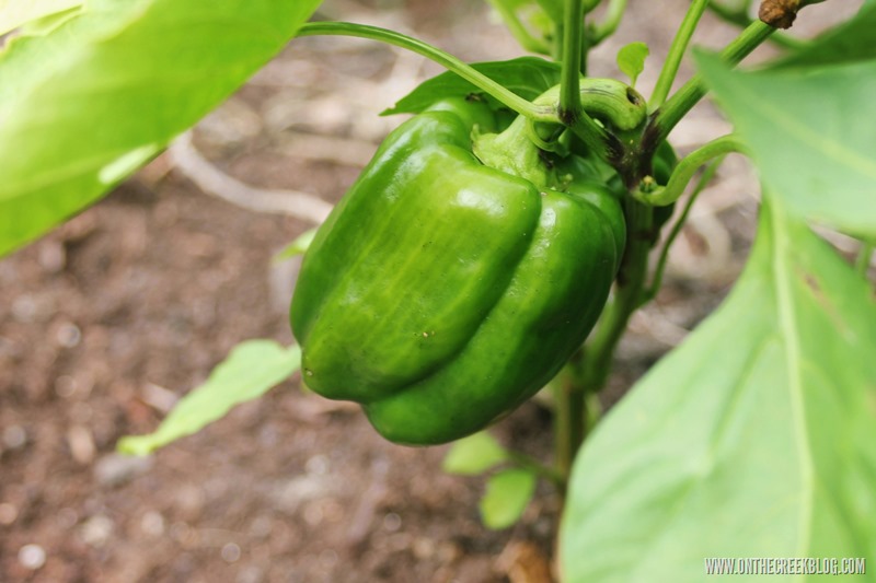 Green Pepper Plant