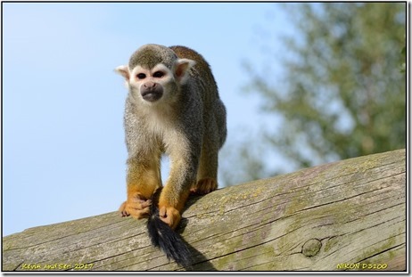 Yorkshire Wildlife Park - August