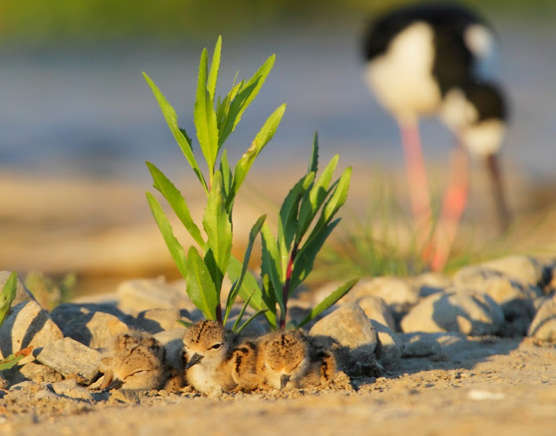 IMAGE: https://lh3.googleusercontent.com/-brW3OyfUnFk/TiUIcN_FyOI/AAAAAAABDBA/Pemio_ZRCwU/s800/WS_084966r.jpg