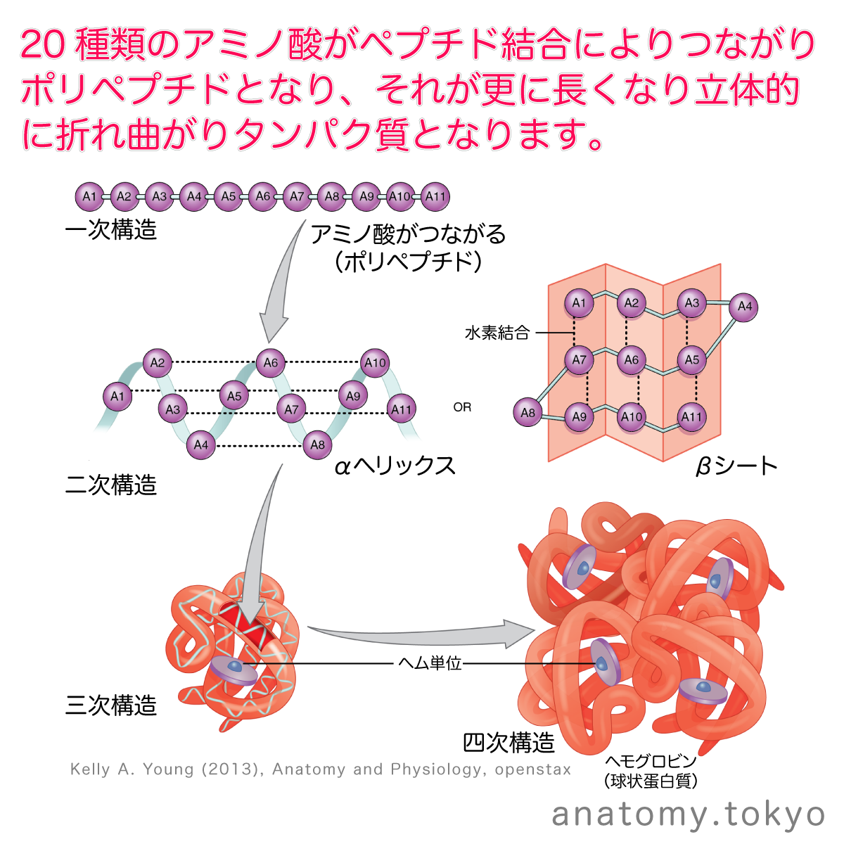 t112-15-アミノ酸・ペプチド・タンパク質.png