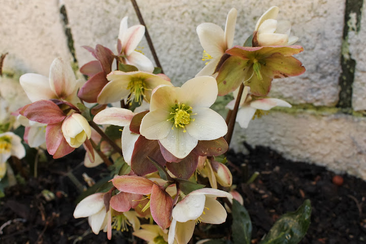 Hellebore du jardin IMG_1787