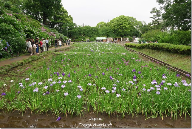 小田原城 (13)